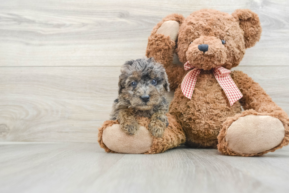 Funny Mini Goldendoodle Poodle Mix Pup