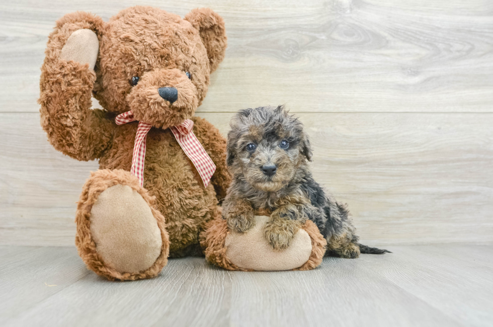 5 week old Mini Goldendoodle Puppy For Sale - Lone Star Pups