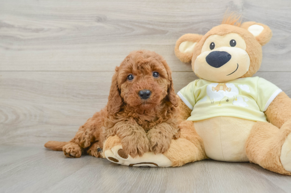 7 week old Mini Goldendoodle Puppy For Sale - Lone Star Pups