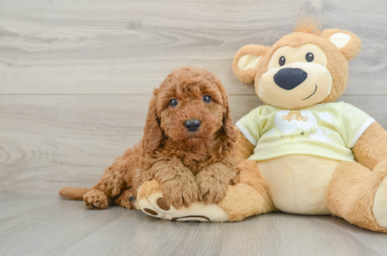 Little Mini Goldenpoo Poodle Mix Puppy