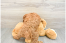 Mini Goldendoodle Pup Being Cute