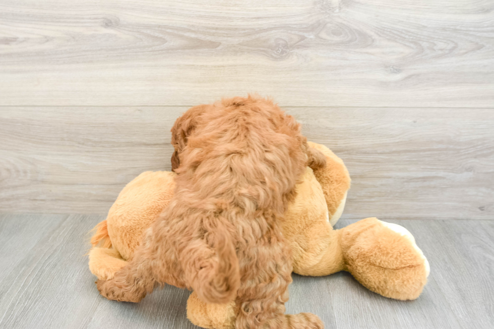 Mini Goldendoodle Pup Being Cute