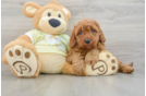 Mini Goldendoodle Puppy for Adoption