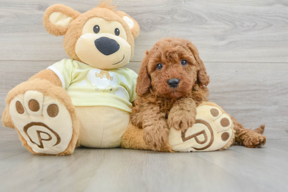 Mini Goldendoodle Puppy for Adoption