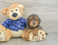 8 week old Mini Goldendoodle Puppy For Sale - Lone Star Pups