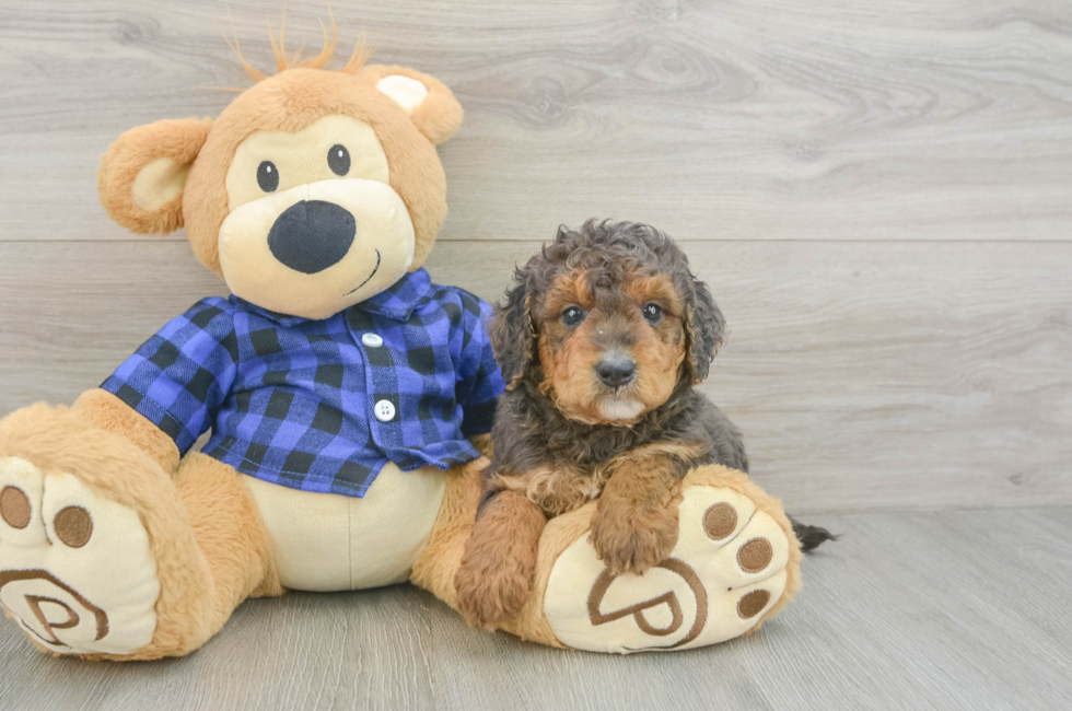 6 week old Mini Goldendoodle Puppy For Sale - Lone Star Pups