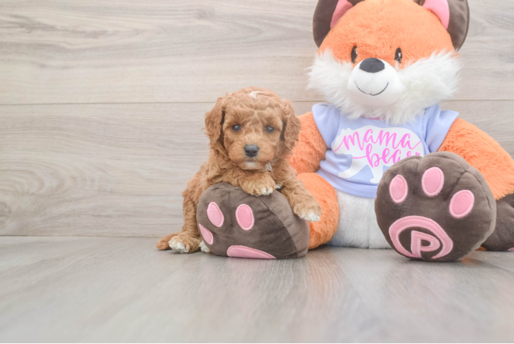 Playful Mini Groodle Poodle Mix Puppy