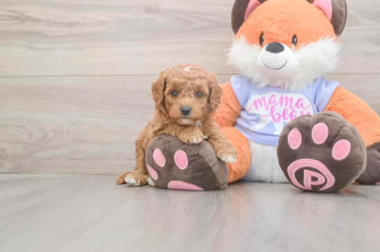 5 week old Mini Goldendoodle Puppy For Sale - Lone Star Pups Playful Mini Groodle Poodle Mix Puppy