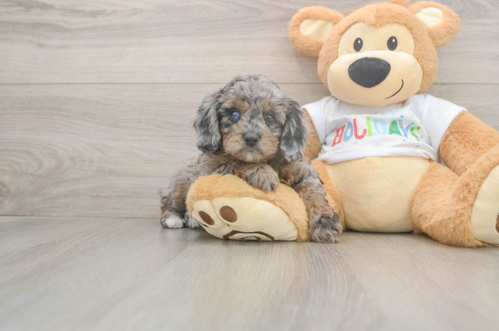 5 week old Mini Goldendoodle Puppy For Sale - Lone Star Pups