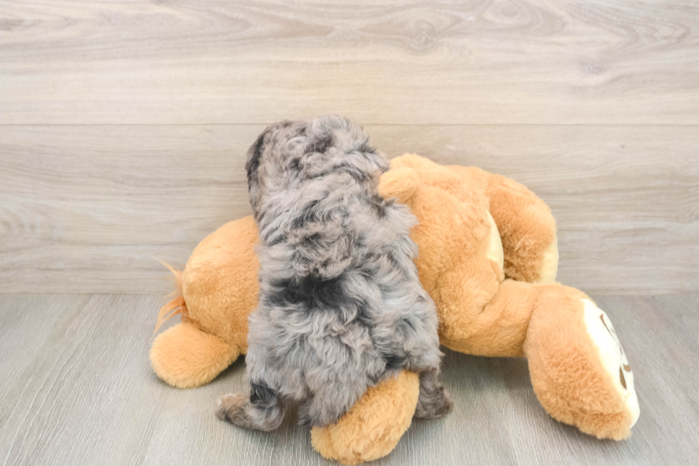 Best Mini Goldendoodle Baby