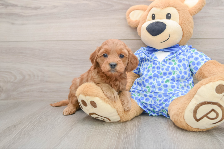 Mini Goldendoodle Pup Being Cute