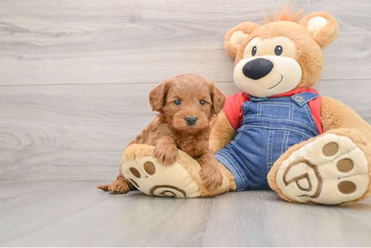Mini Goldendoodle Pup Being Cute