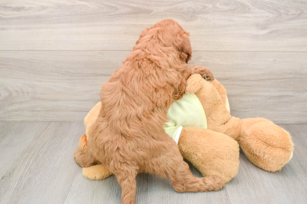 Small Mini Goldendoodle Baby