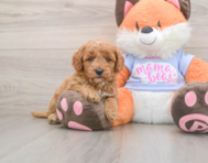 6 week old Mini Goldendoodle Puppy For Sale - Lone Star Pups