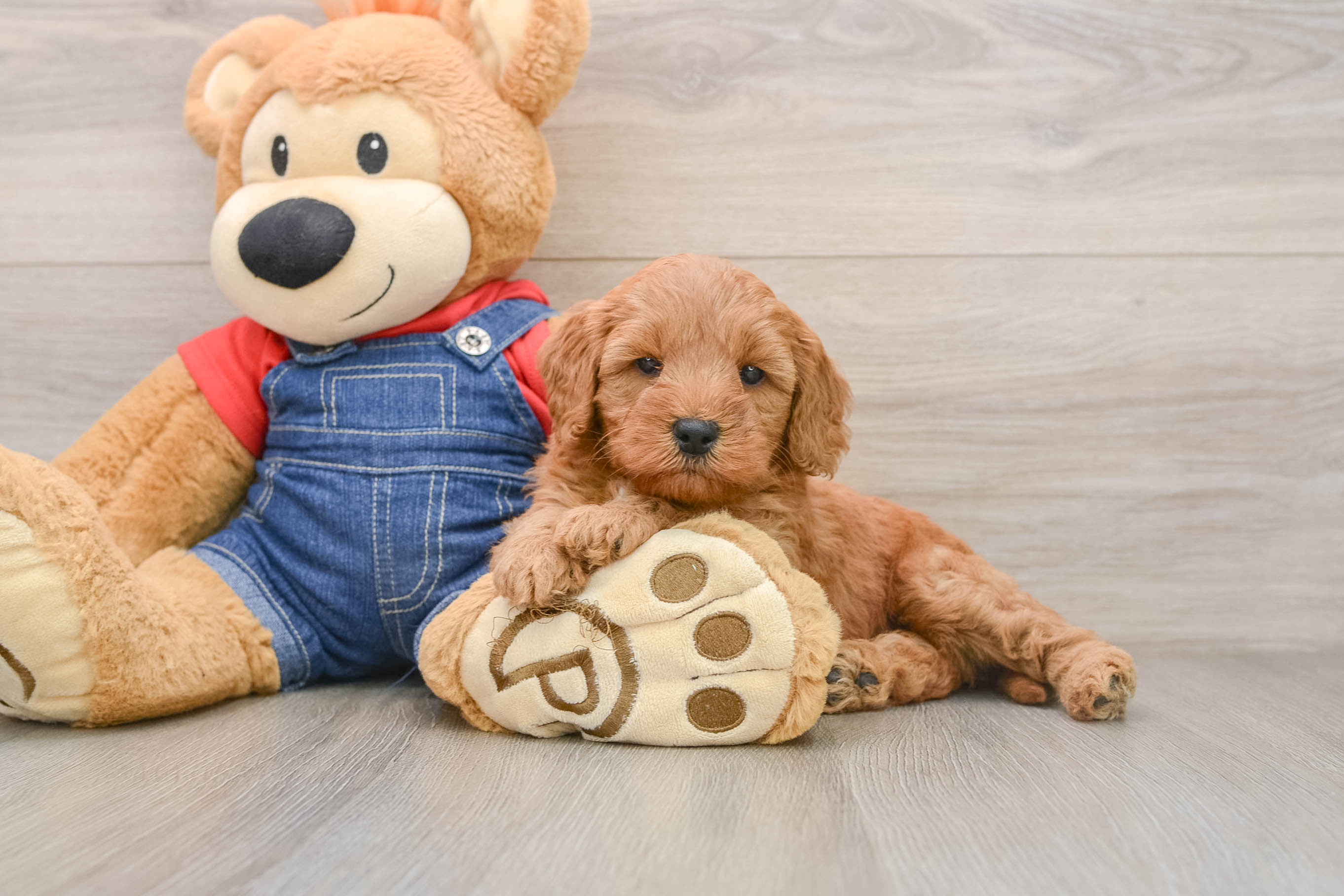 Playful Mini Groodle Poodle Mix Puppy