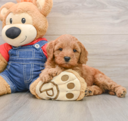 7 week old Mini Goldendoodle Puppy For Sale - Lone Star Pups