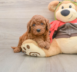 7 week old Mini Goldendoodle Puppy For Sale - Lone Star Pups