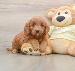 5 week old Mini Goldendoodle Puppy For Sale - Lone Star Pups