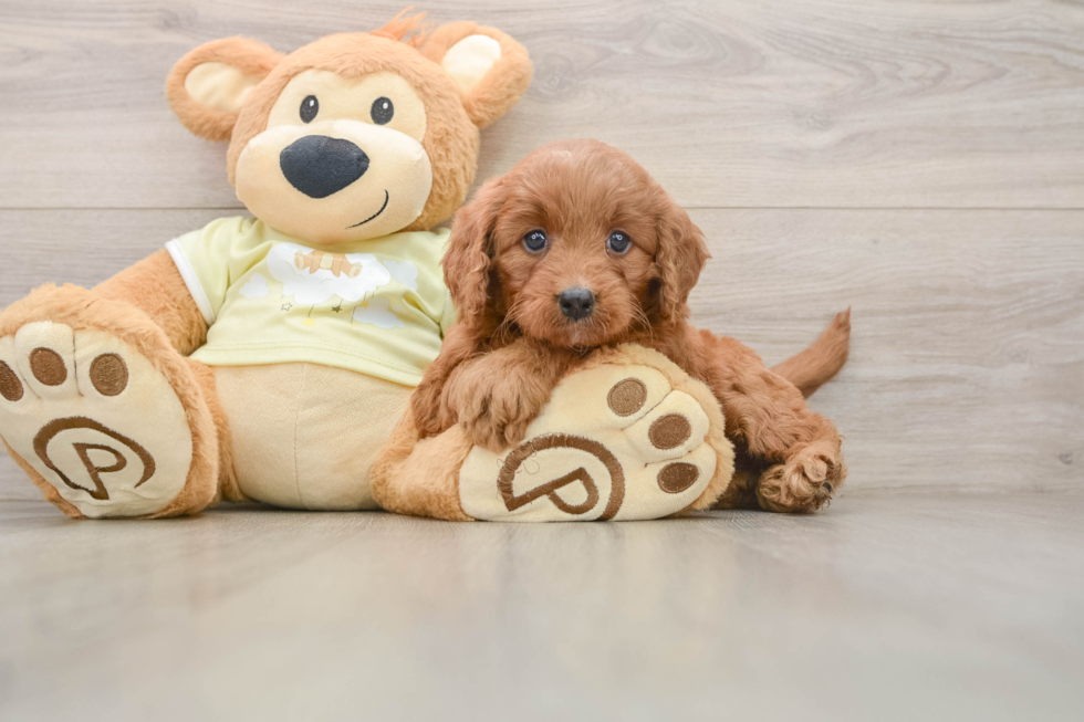 Funny Mini Goldendoodle Poodle Mix Pup