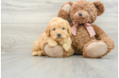 Sweet Mini Goldendoodle Baby