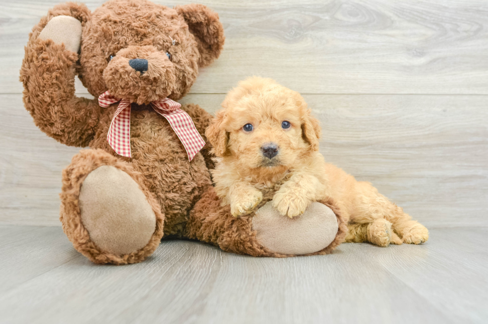 5 week old Mini Goldendoodle Puppy For Sale - Lone Star Pups