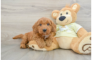 Sweet Mini Goldendoodle Baby