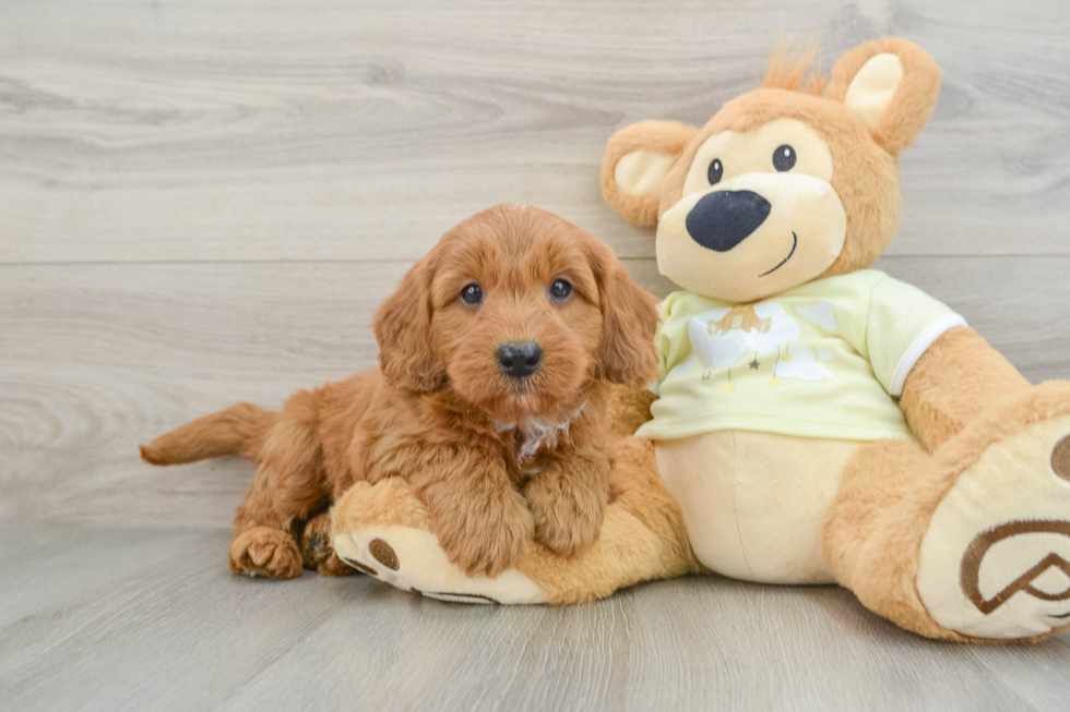 Sweet Mini Goldendoodle Baby