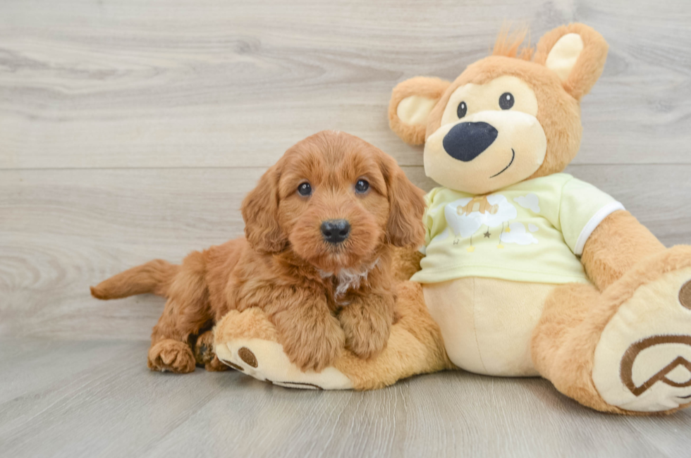 7 week old Mini Goldendoodle Puppy For Sale - Lone Star Pups