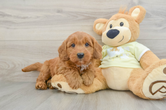 Sweet Mini Goldendoodle Baby