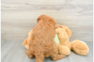 Little Mini Goldenpoo Poodle Mix Puppy