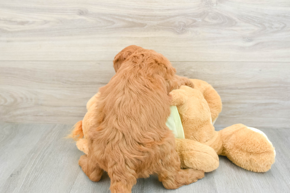 Little Mini Goldenpoo Poodle Mix Puppy