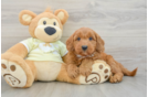 Cute Mini Goldendoodle Baby