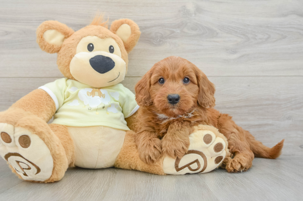 Cute Mini Goldendoodle Baby