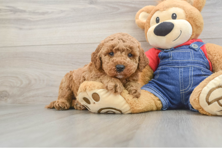 Energetic Golden Doodle Poodle Mix Puppy