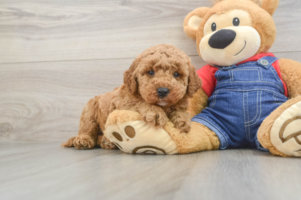6 week old Mini Goldendoodle Puppy For Sale - Lone Star Pups