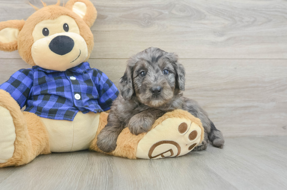 6 week old Mini Goldendoodle Puppy For Sale - Lone Star Pups