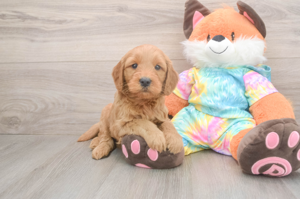 5 week old Mini Goldendoodle Puppy For Sale - Lone Star Pups
