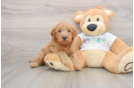 Mini Goldendoodle Puppy for Adoption