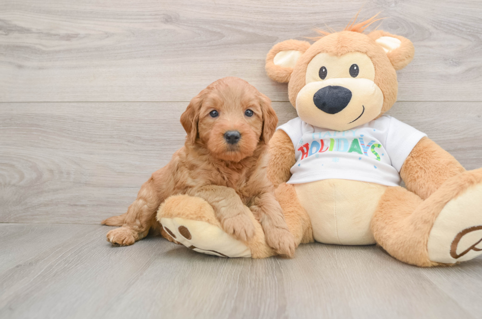 5 week old Mini Goldendoodle Puppy For Sale - Lone Star Pups