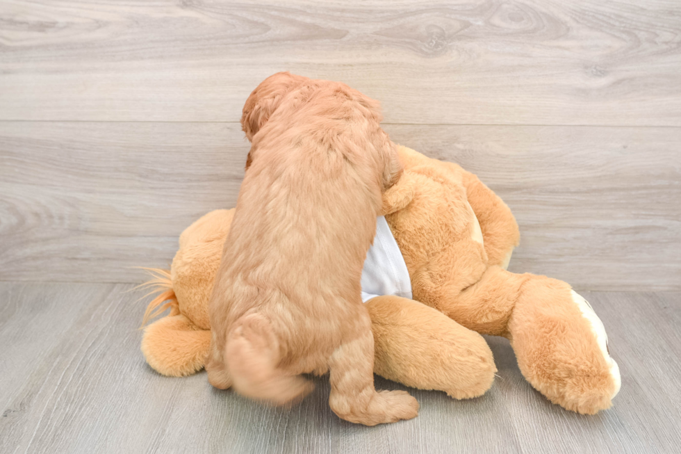 Smart Mini Goldendoodle Poodle Mix Pup