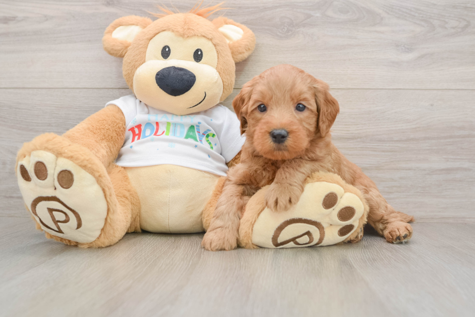 Smart Mini Goldendoodle Poodle Mix Pup