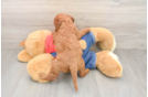 Friendly Mini Goldendoodle Baby