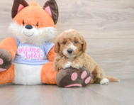 5 week old Mini Goldendoodle Puppy For Sale - Lone Star Pups