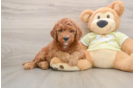Popular Mini Goldendoodle Poodle Mix Pup