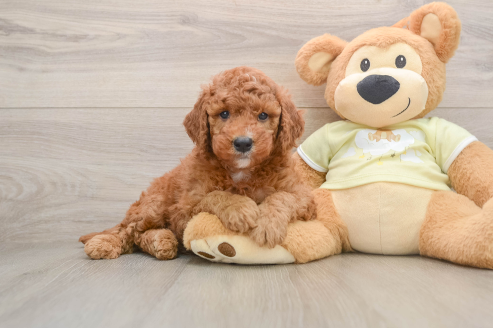 Popular Mini Goldendoodle Poodle Mix Pup