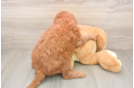 Mini Goldendoodle Puppy for Adoption