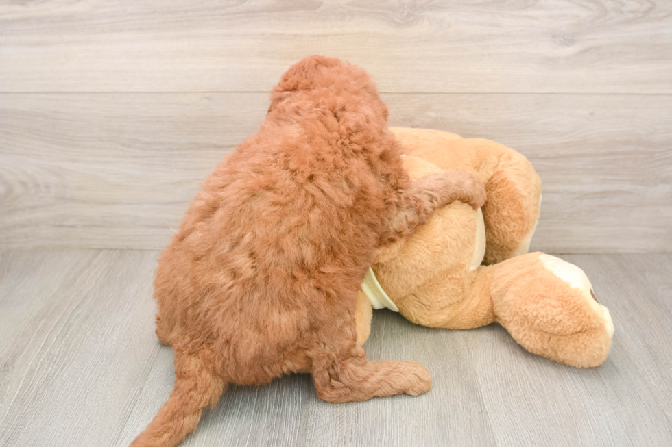 Mini Goldendoodle Puppy for Adoption