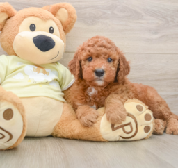 5 week old Mini Goldendoodle Puppy For Sale - Lone Star Pups