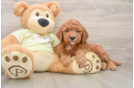 Mini Goldendoodle Puppy for Adoption