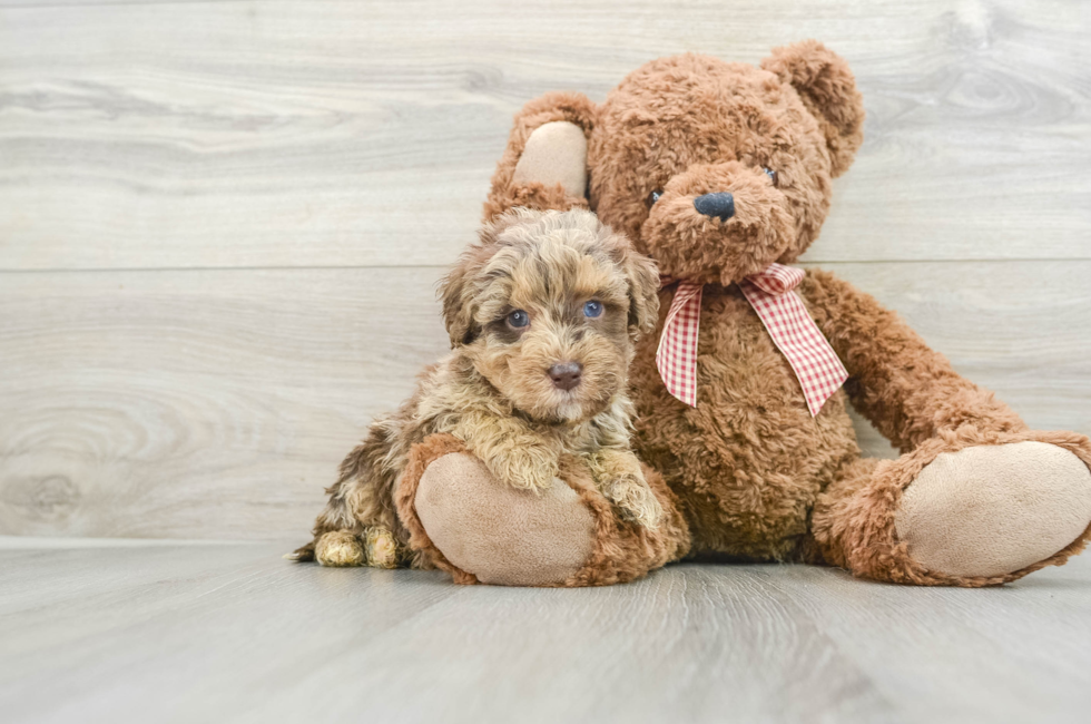 5 week old Mini Goldendoodle Puppy For Sale - Lone Star Pups